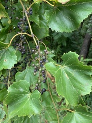Vitis