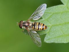 Episyrphus balteatus
