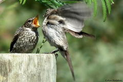 Muscicapa adusta adusta