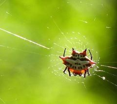 Gasteracantha sanguinolenta