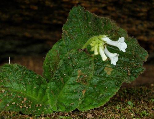 Streptocarpus davyi