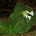 Streptocarpus davyi - Photo 由 Kate Braun 所上傳的 (c) Kate Braun，保留部份權利CC BY-NC