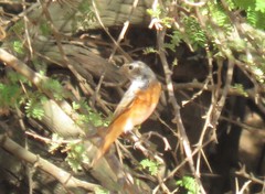 Phoenicurus phoenicurus phoenicurus