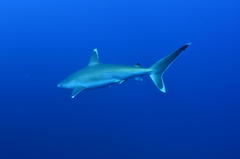 Carcharhinus albimarginatus