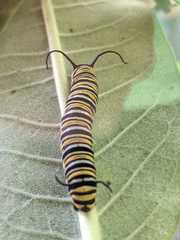 Danaus plexippus