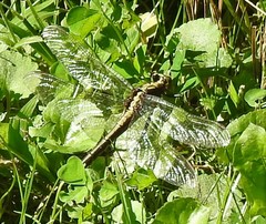 Dromogomphus spinosus