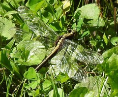 Dromogomphus spinosus