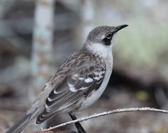 Mimus parvulus