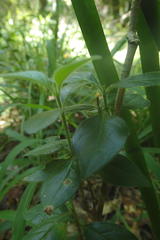Afrocanthium mundianum