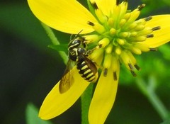 Paranthidium jugatorium lepidum