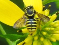 Paranthidium jugatorium lepidum
