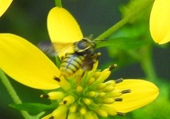 Paranthidium jugatorium lepidum