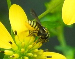 Paranthidium jugatorium lepidum