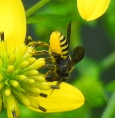 Paranthidium jugatorium lepidum