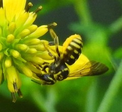 Paranthidium jugatorium lepidum