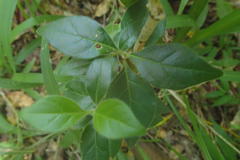 Afrocanthium mundianum