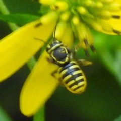 Paranthidium jugatorium lepidum