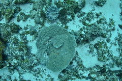 Acropora branchi