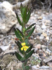 Goodenia rotundifolia