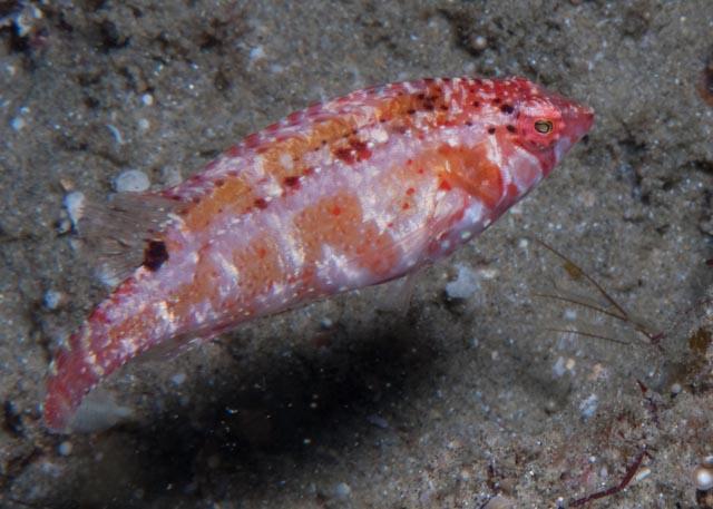 Cheekbar Wrasse