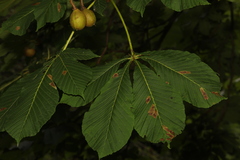Aesculus indica