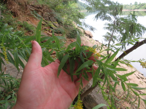 rock goldenrod (Solidago rupestris)