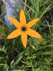 Pauridia linearis