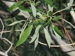 Salix lemmonii