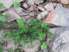Hypericum sphaerocarpum