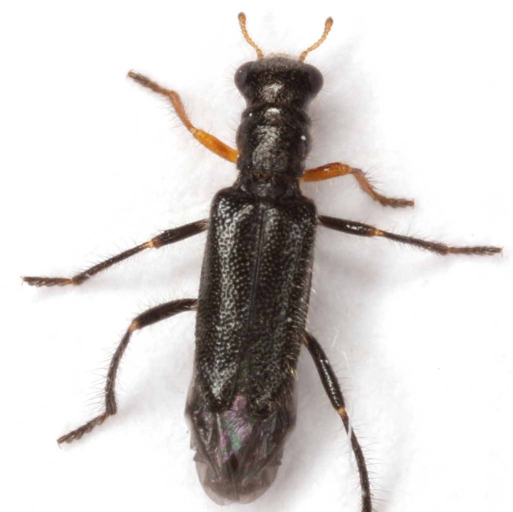 Wolcottia pedalis