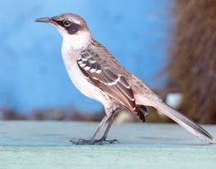 Mimus parvulus