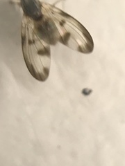 Palloptera umbellatarum