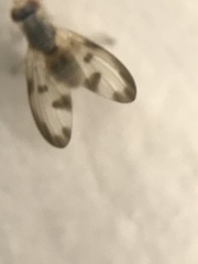 Palloptera umbellatarum