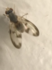 Palloptera umbellatarum