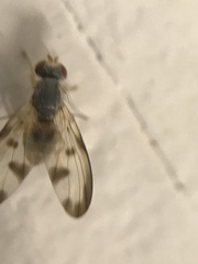 Palloptera umbellatarum