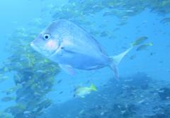 Chrysoblephus puniceus