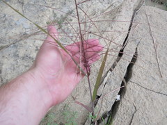 Leptochloa mucronata