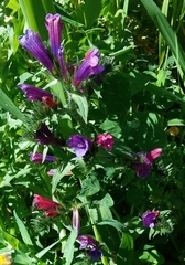 Echium creticum creticum