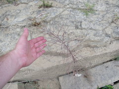 Leptochloa mucronata