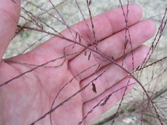 Leptochloa mucronata