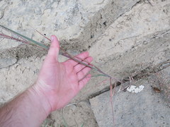 Leptochloa mucronata