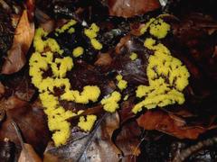 Stemonitis flavogenita