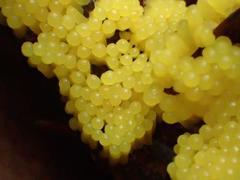 Stemonitis flavogenita