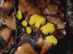 Stemonitis flavogenita