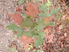 Toxicodendron radicans verrucosum