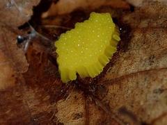 Stemonitis flavogenita