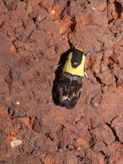 Rectiostoma xanthobasis