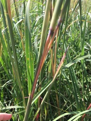 Andropogon gerardi