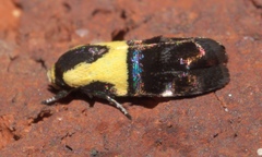 Rectiostoma xanthobasis