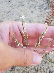 Polygonella articulata